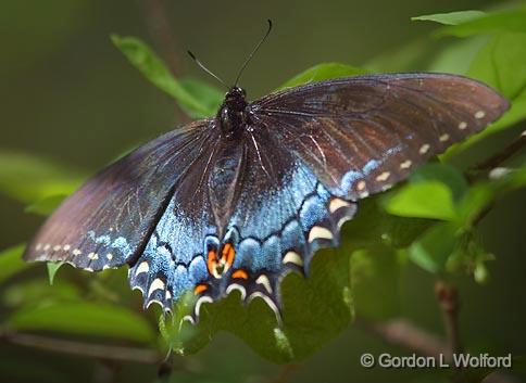 Swallowtail Butterfly_47341.jpg - Eastern tiger swallowtail (Papilio glaucus) photographed near Grenada, Mississippi, USA.